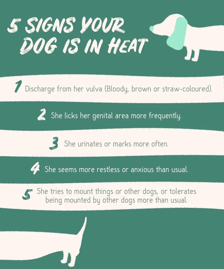 How to know if your female dog is in heat sales
